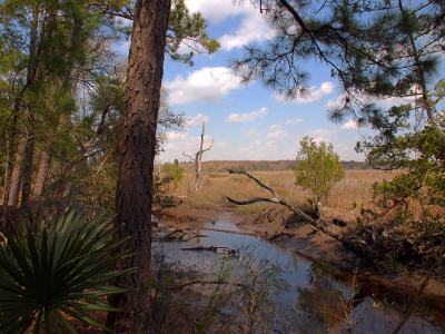 [Looking out from trees into an open field where water which is plentiful near the trees disappears into the fields.]